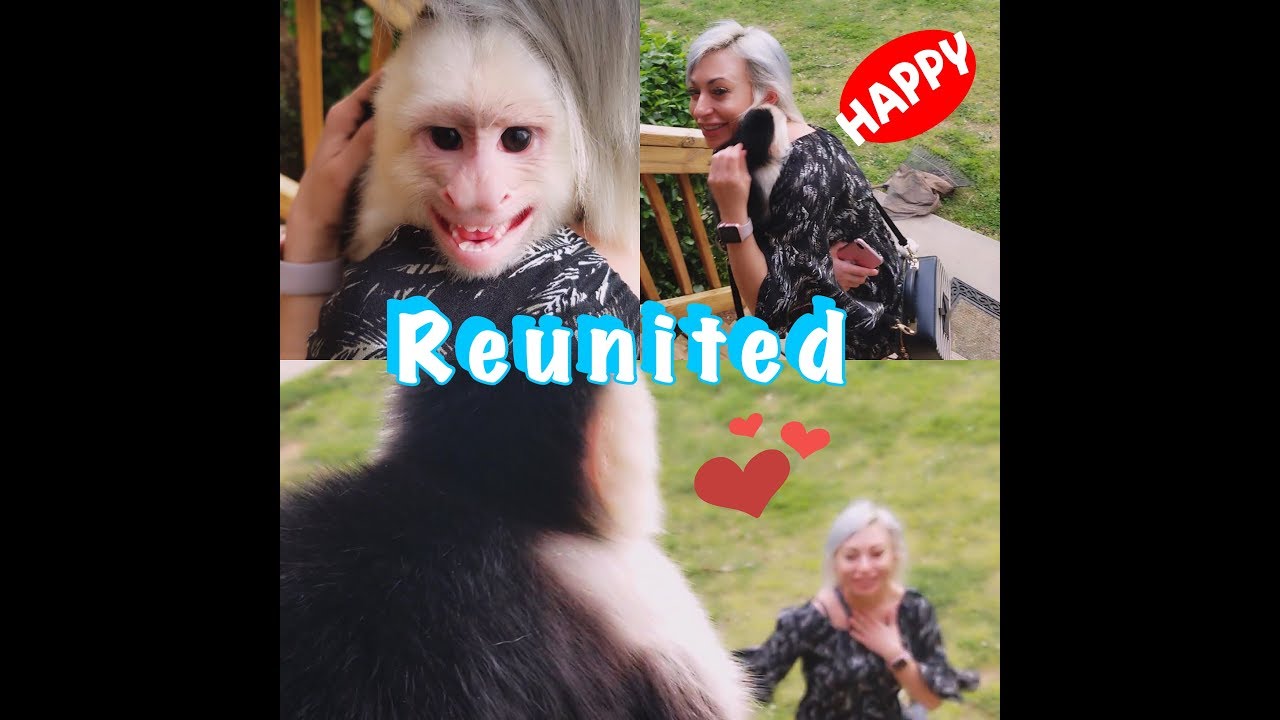 Capuchin Monkey Missed Owner SO MUCH!