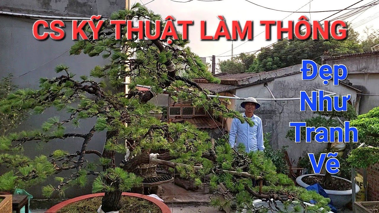 Tận mắt chứng kiến các nghệ nhân CHÍ LINH LỘT XÁC những tp thông đẹp chưa từng thấy .