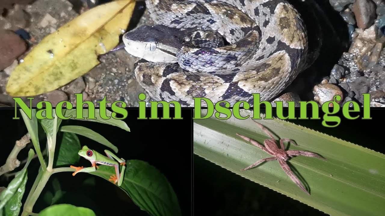 🐍Nachts im Dschungel von Costa Rica- Wildtierfotografie im Regenwald Schlangen🐍 ,Spinnen🕷  &  Co.🐸