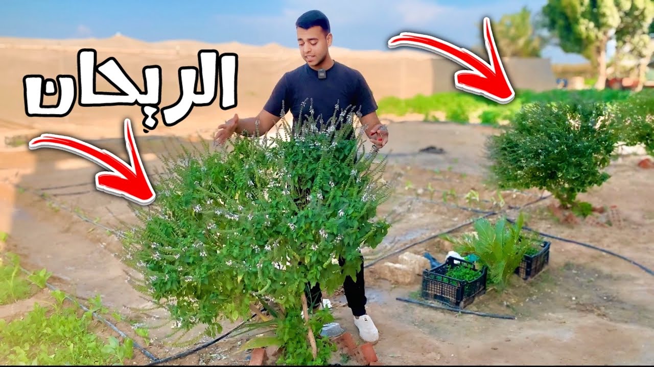 الريحان ☘️