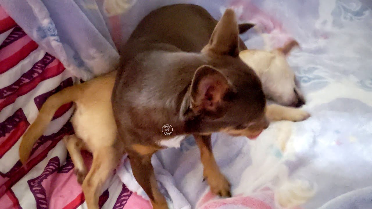 Wrestle Time With Chihuahuas | Ep 161  Chewby & Snow White 😎🥰😁😆