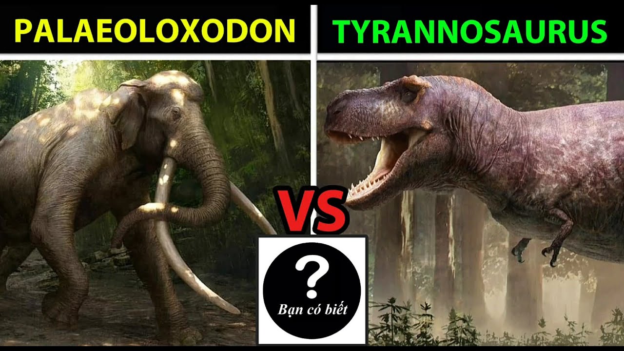 Palaeoloxodon namadicus vs Tyrannosaurus rex, con nào sẽ thắng 207 - Bạn Có Biết?