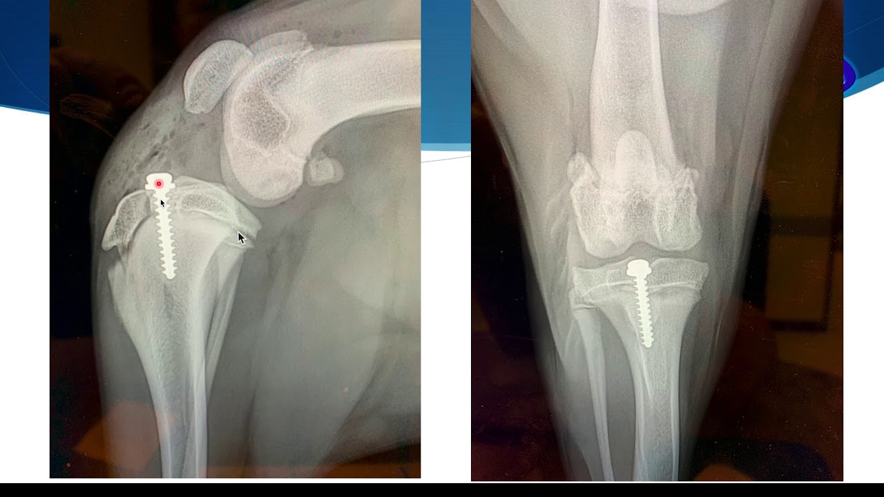 Cruciate LIgament Rupture in Immature Dogs