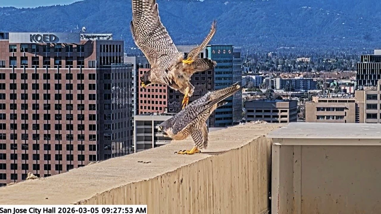 San Jose CH Falcons🪽 Hartley & Monty Have A Bonding Palooza Day 💞 7x Matings😮‍💨 2026 Mar 5