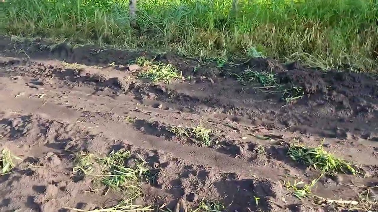 Tazama jinsi tunavyopanda mahindi kipindi hiki cha masika