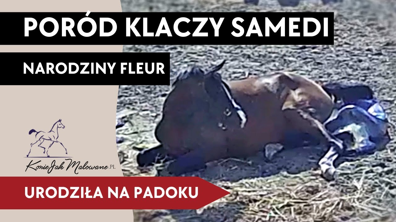 Poród klaczy Samedi - urodziła na padoku