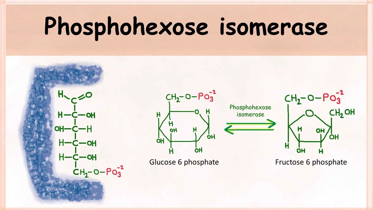 Phosphohexose isomerase