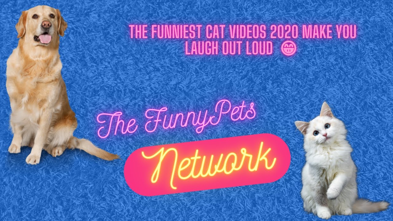 The funniest cat videos 2020 make you laugh out loud  😁
