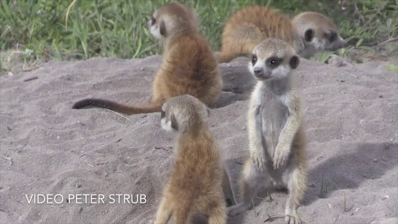 Les suricates - emission par les enfants  - AnimauxNature (petit exposé scolaire-source:Peter Strub)