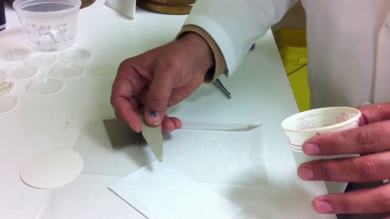 Preparation of Trichogramma pretiosum egg cards