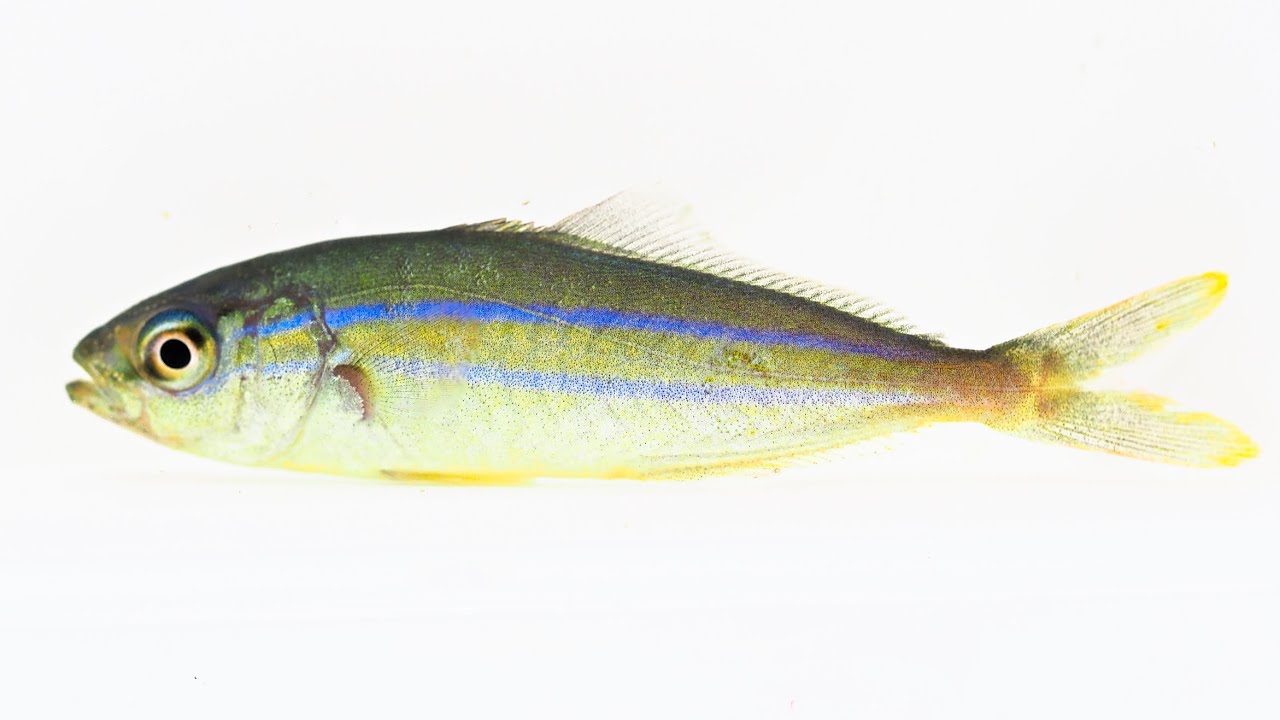 🐠幼魚語りうむ🐠 ツムブリ 幼魚