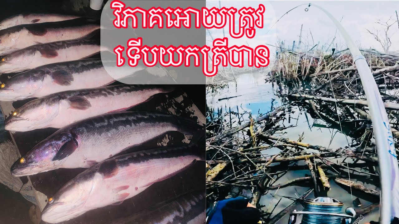 How to fish for Giant Snakehead Fish? Cambodian Fishing Style