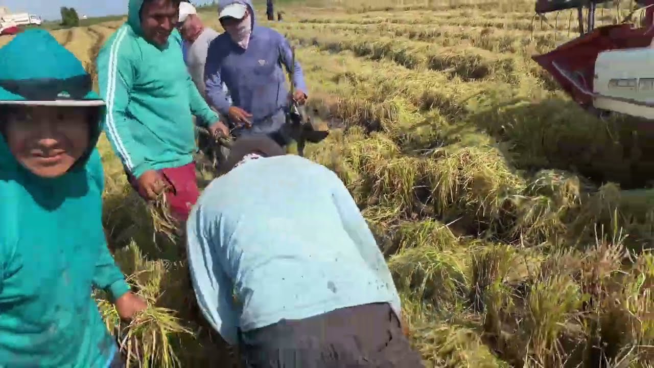 Pesca o caza de chocas. Gallinulas En valle de Camaná