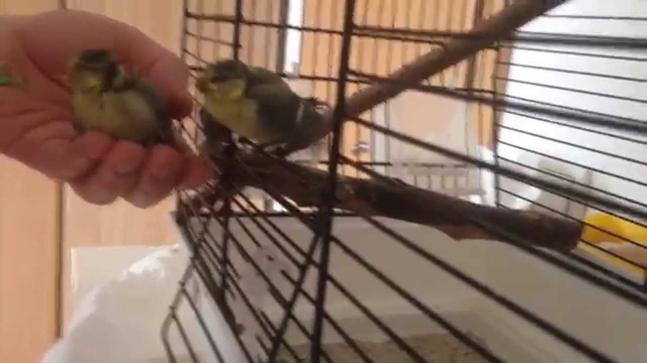 Blue Tits nestlings rescue, feeding / Blaumeise Aufzucht, futtern