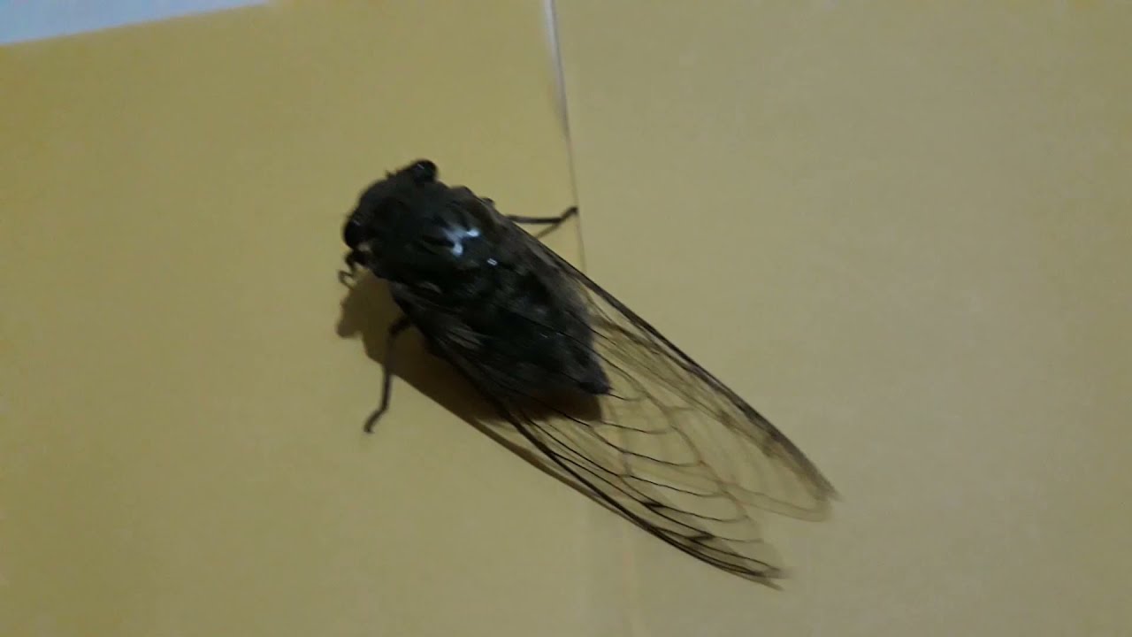 insetos incr&iacute;veis 🦋🐛🐜🐝🐞🕷️ insetos muito bonitos 🦋🐛🐜🐝🐞🕷️ insetos coloridos 🦋🐛🐜🐝🐞🕷️