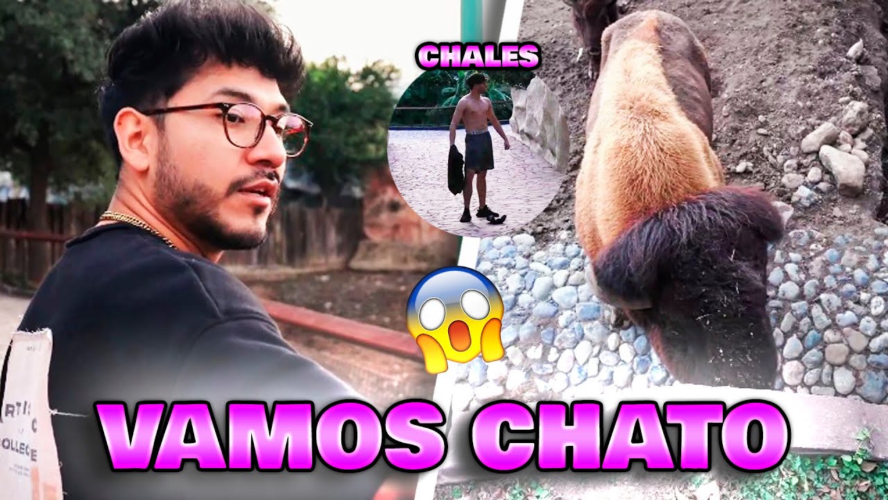 ZEIN y CHALES PERSEGUIDOS POR UN BISONTE 💥 VAMOS CHATO 💥 CHALES POSA EN EL ZOOLOGICO
