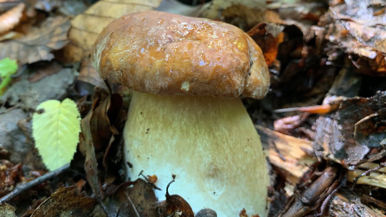 Grande Funghi Porcini Iuglio: Boletus Mushrooms July, Steinpilze, Hribi