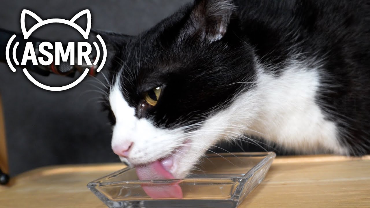 💧【ASMR】猫のペロペロ水分補給｜食後のグルーミング音