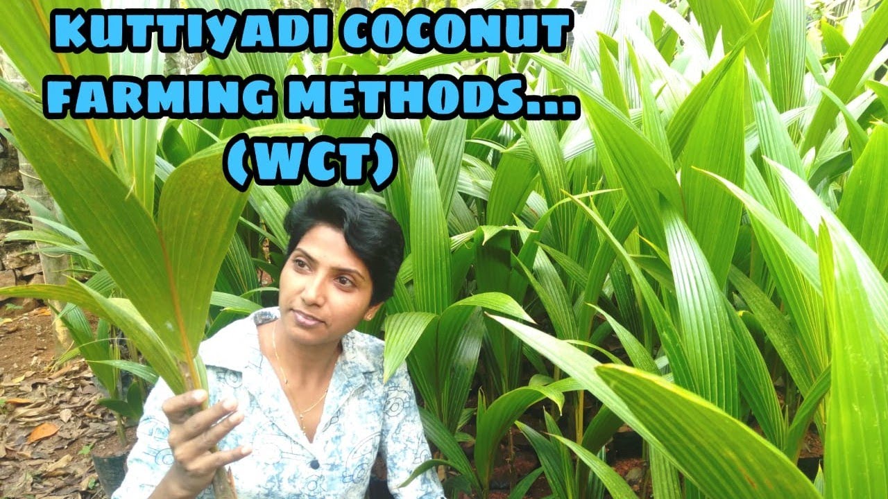 Why kuttiyady coconut is so special? ( WCT) ...  (planting methods and care)