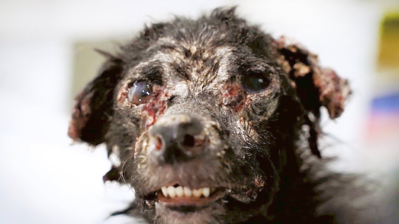 Perro asustado se arrastraba debajo de los coches…