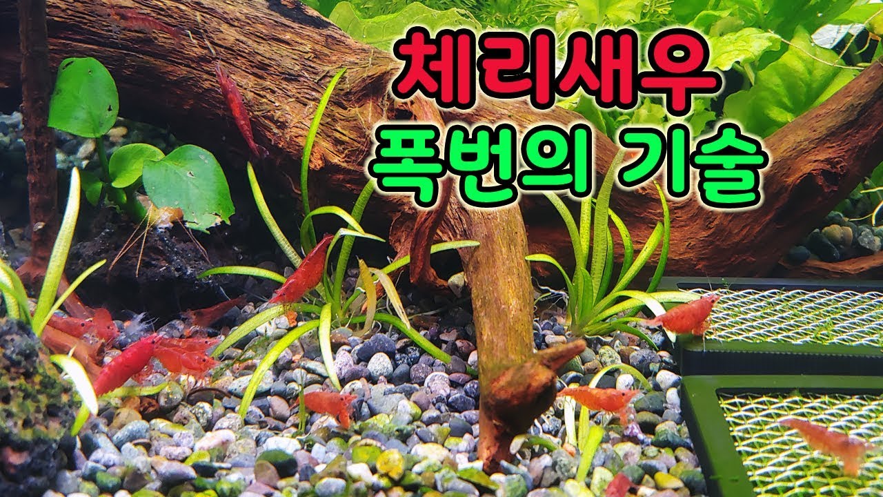 체리새우 폭탄번식 시키는 방법