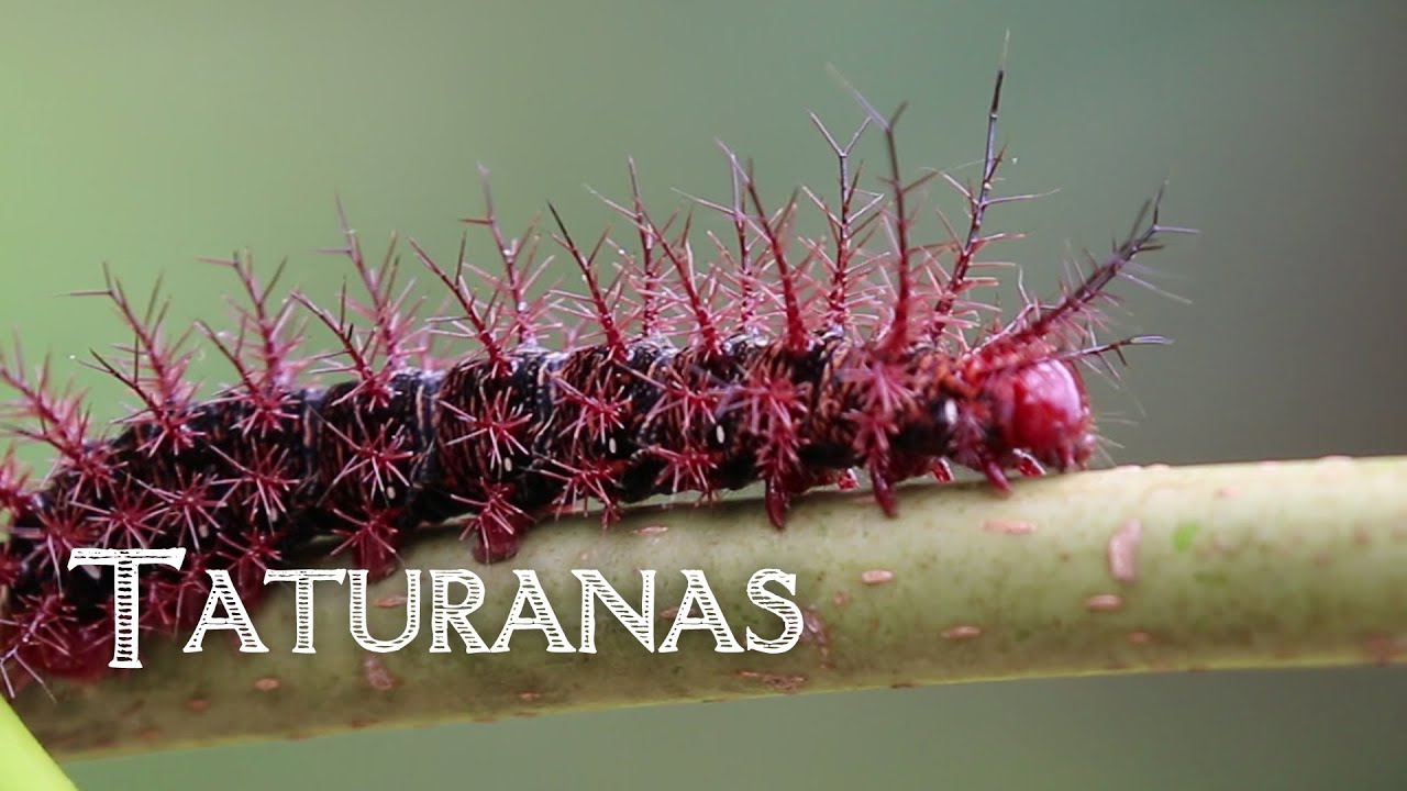 Taturanas