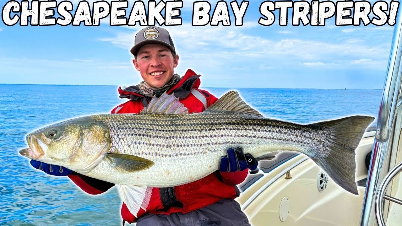 Fishing For Pre-Spawn STRIPED BASS On The CHESAPEAKE BAY! Spring Fishing! (Light Tackle Jigging)