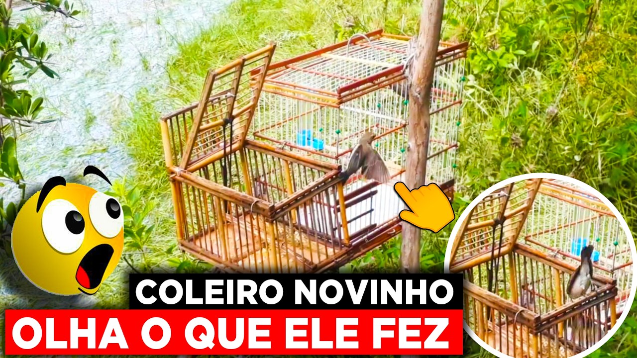 PEGANDO COLEIRO NOVINHO VALENTE NA CHAMA DO PAPA CAPIM