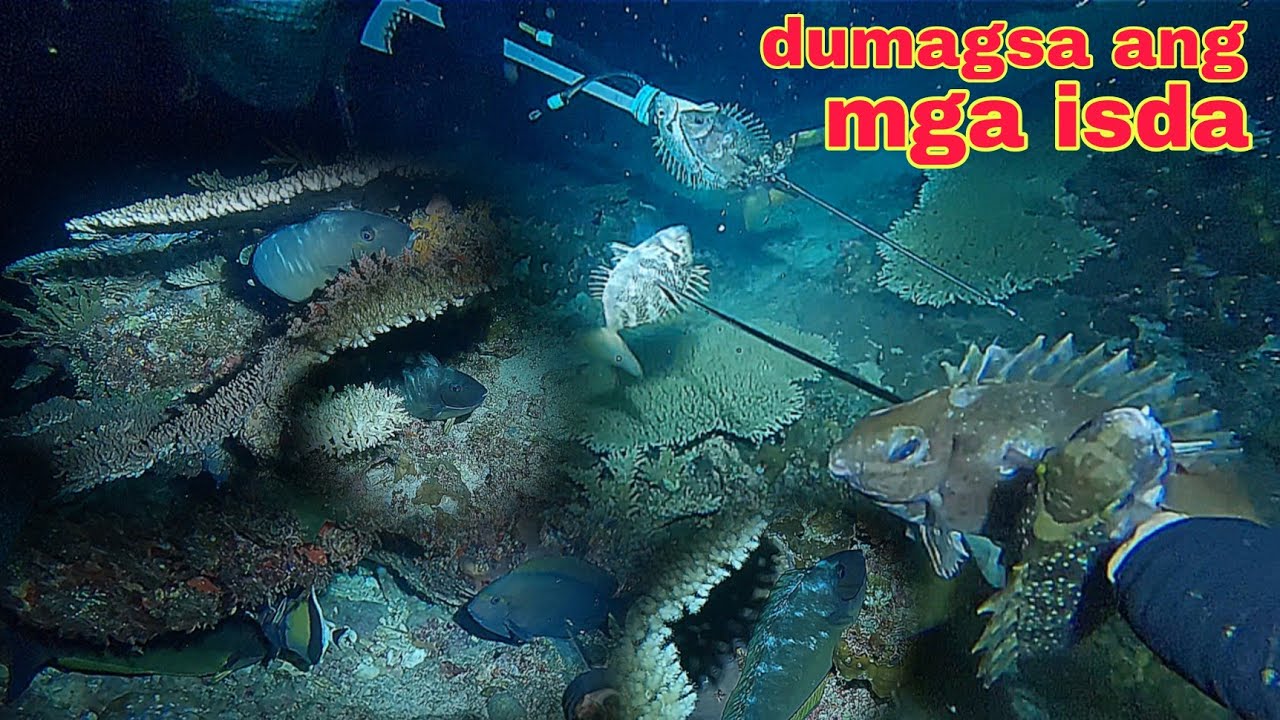 ep554 dive1 walang humpay na pamana dumagsa ang mga isda sa bagong spot