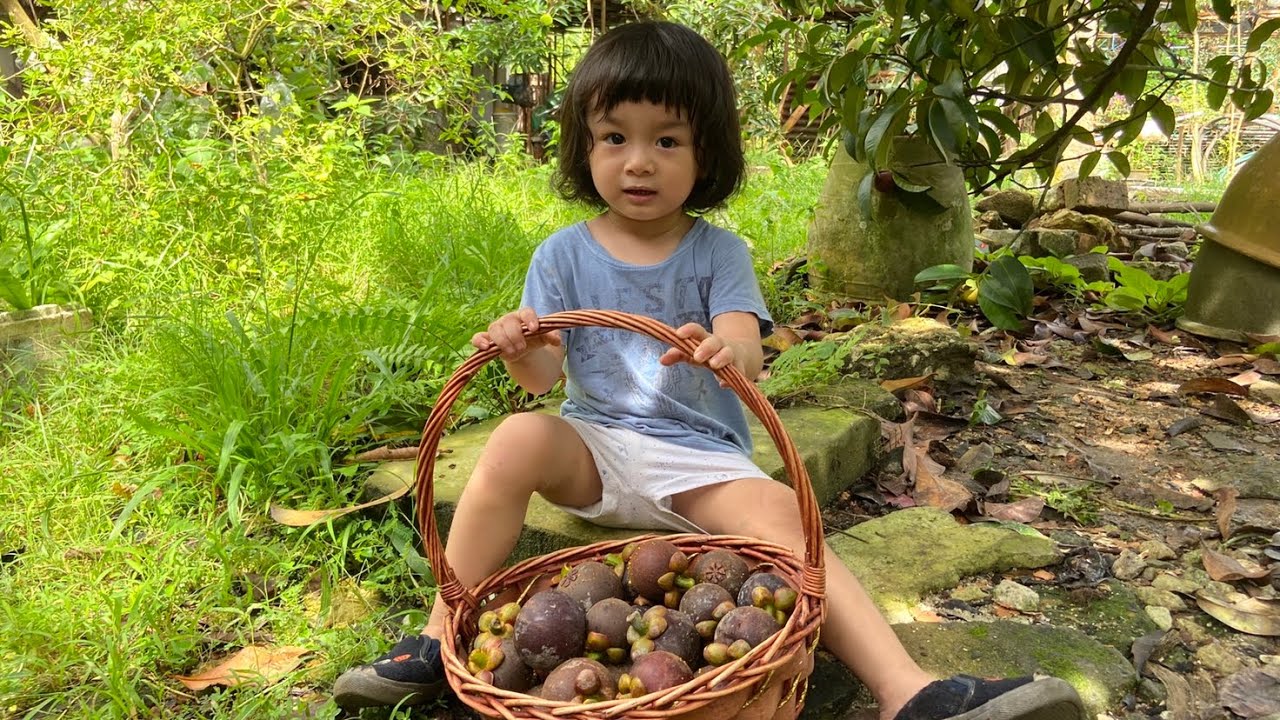 Mangosteen Fruit | The Way How to Open Mangosteen | The Queens of Fruit #mangosteen