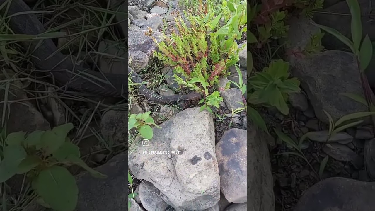 northern copperhead 