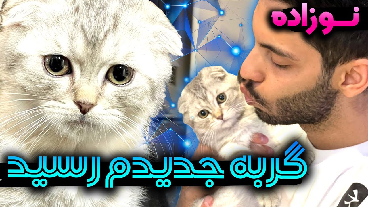 گربه جدیدم رسید 😍 نوزاده 👶🏻