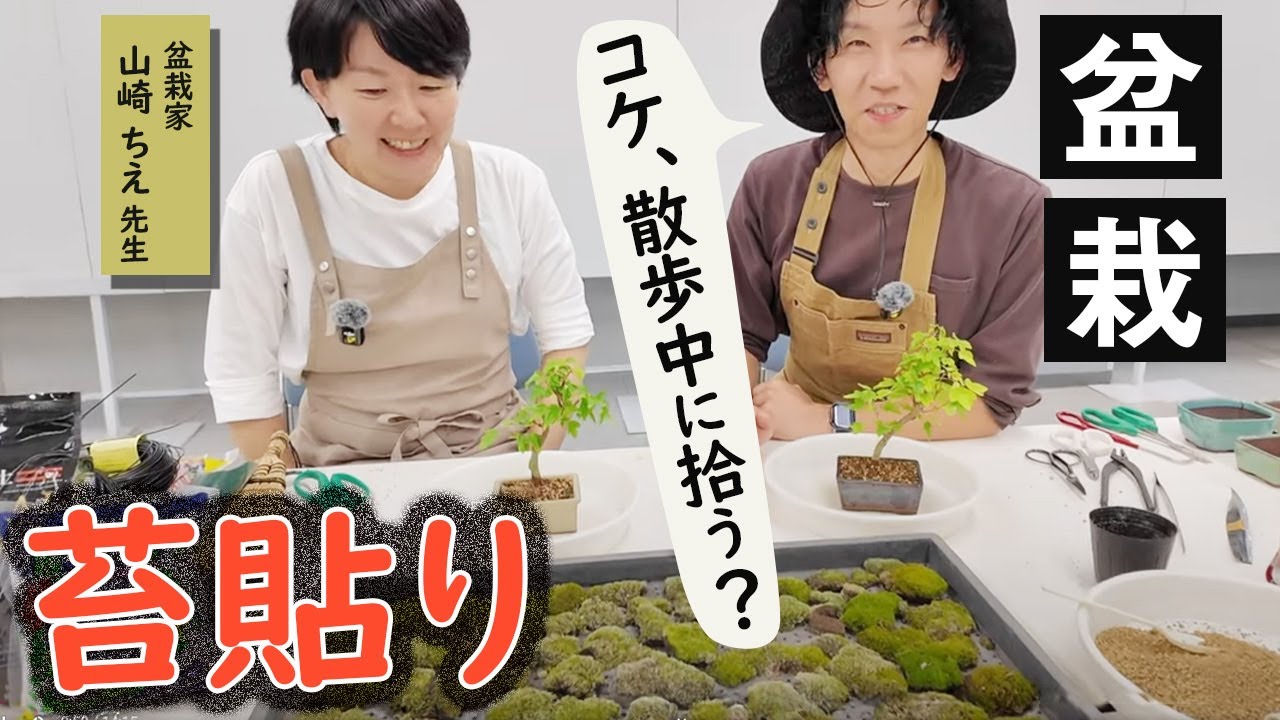 【盆栽初心者】最後の仕上げ「苔貼り」って、超楽しい！