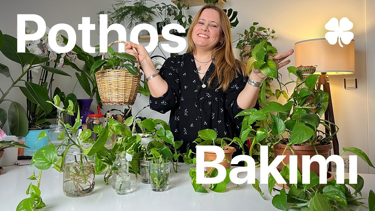 Pothos Bitkisi Bakım Rehberi: Sulama ve Çoğaltma Teknikleri | Epipremnum Bakımı Nasıl Olmalı? 🌿