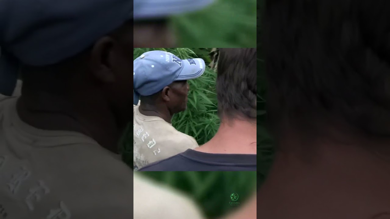 Unbelievable! Producing 200 Grams a Day by Hand in Jamaica