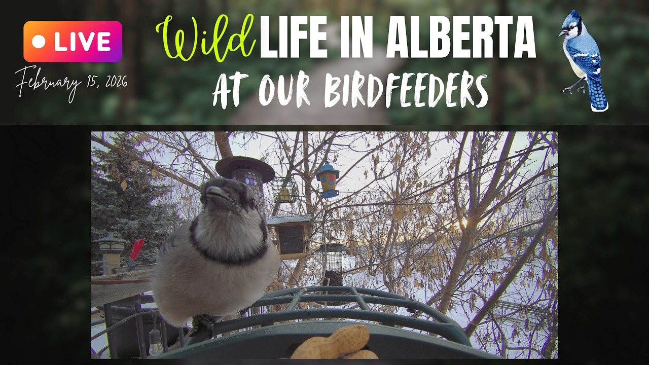 Sunday morning at our Birdfeeders in Alberta, Canada, with Sound😻#cattv #birdfeeders #live #alberta