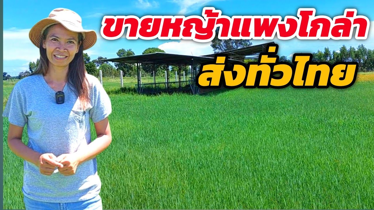 ขายหญ้าแพงโกล่า พร้อมส่งทั่วไทย... มีเกือบ 10 ไร่  ปลูกง่าย - ตายยาก