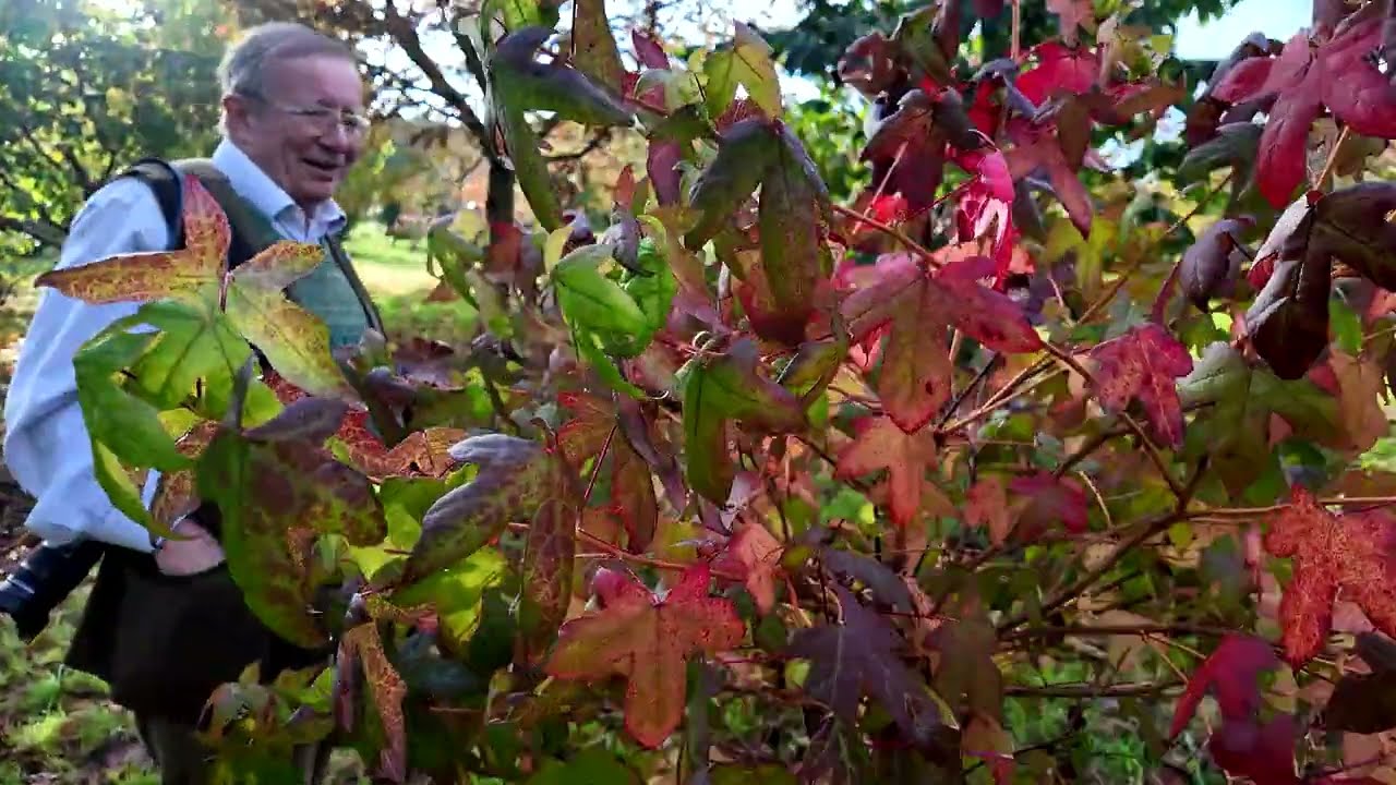 Autumn colour on Liquidambar species and varieties