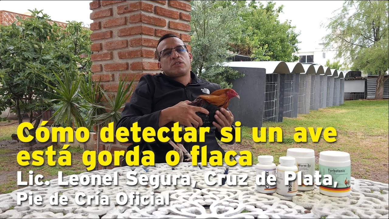 C&oacute;mo detectar si un ave est&aacute; gorda o flaca,Lic. Leonel Segura, Cruz de Plata, Pie de Cr&iacute;a oficial