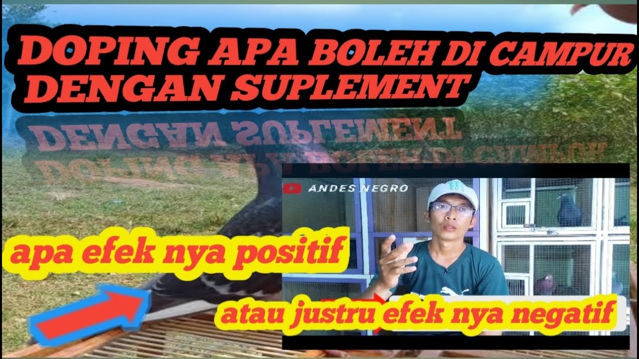 DOPING MERPATI DI CAMPUR DENGAN SUPLEMEN,,,!!! APA BOLEH,???