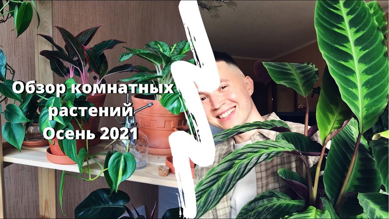 Большой Обзор » Мои Комнатные Растения » Калатея Варшевича, Аглаонема, Филодендрон, Сциндапсус