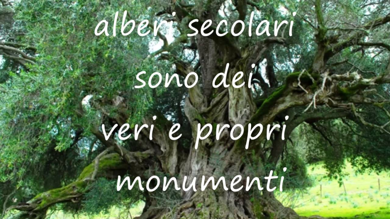Reporter alla Scuola Media Pascoli - Nivola. Assemini/Gli alberi e il nostro pianeta