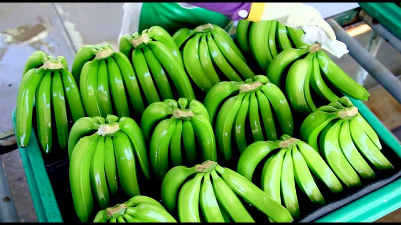AgroTV- 147: Producción de banano orgánico en el norte del Perú