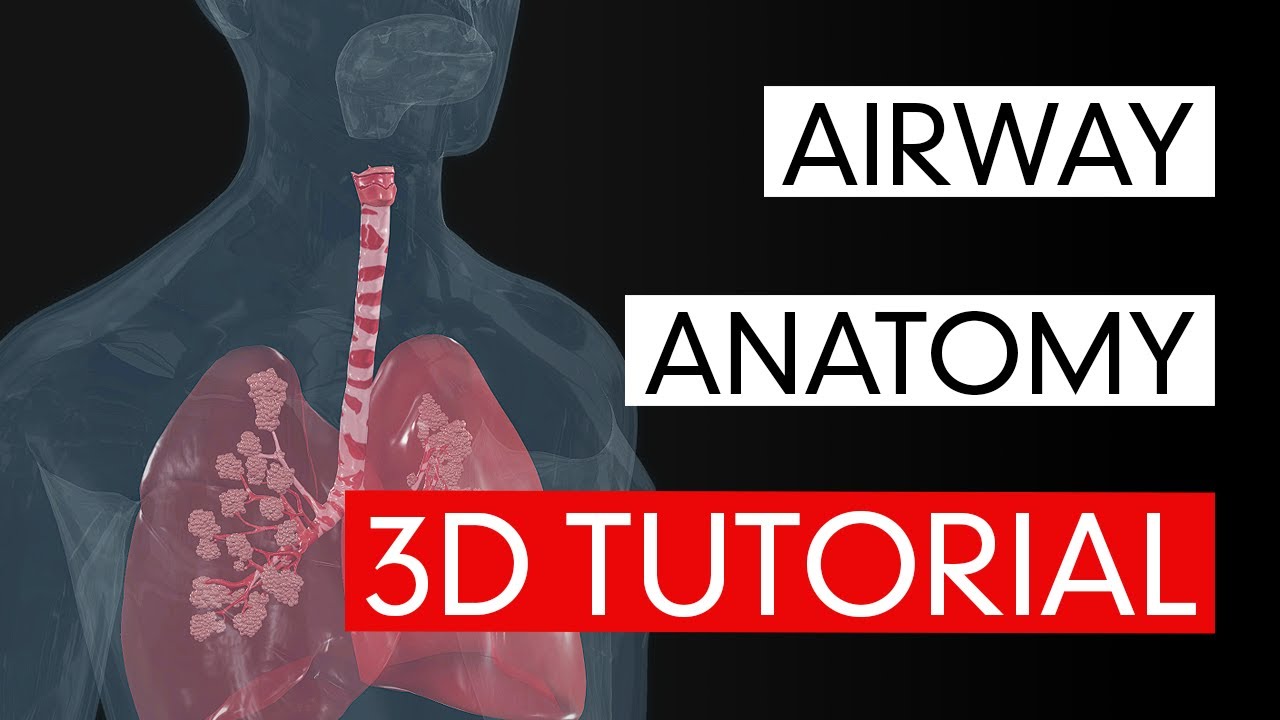 Airway Anatomy - 3D Tutorial