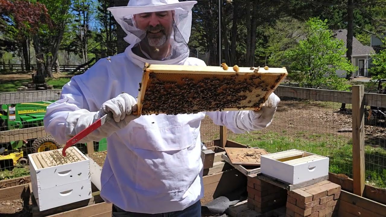 Honeybees and the Demaree Split Full Video