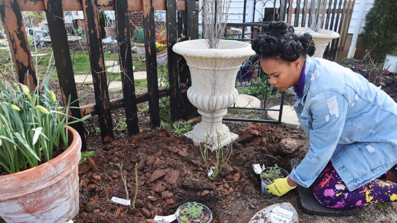 Planting Bare Root Roses + Clearance Plants