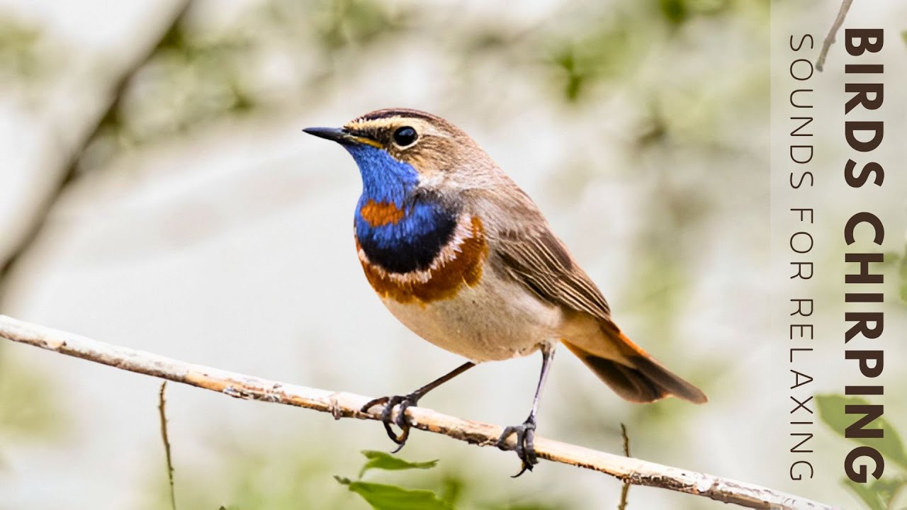 Birds Singing - No Music, Bird Sounds Relaxation, Soothing Nature Sounds, Birds Chirping
