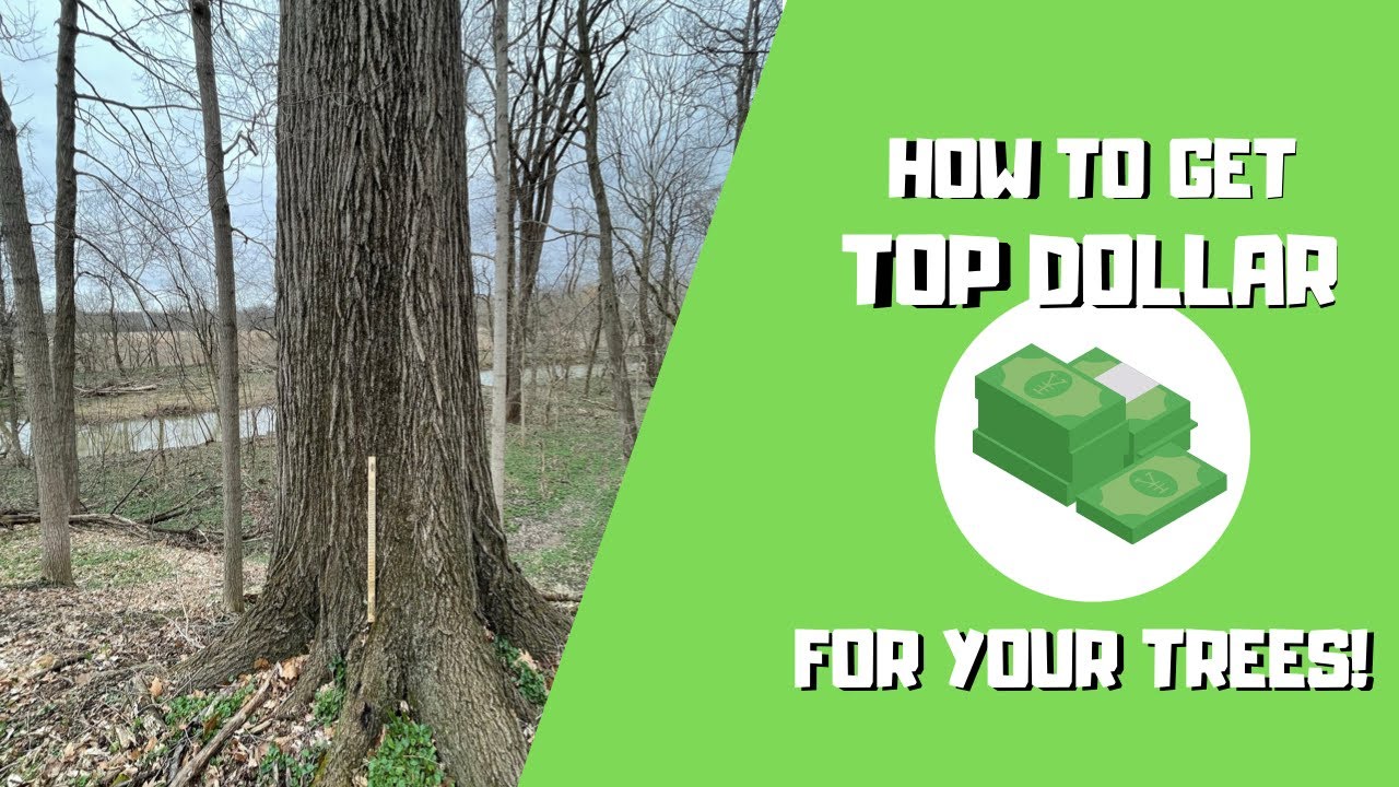 How To Get TOP Dollar for your trees! (Most do this wrong)