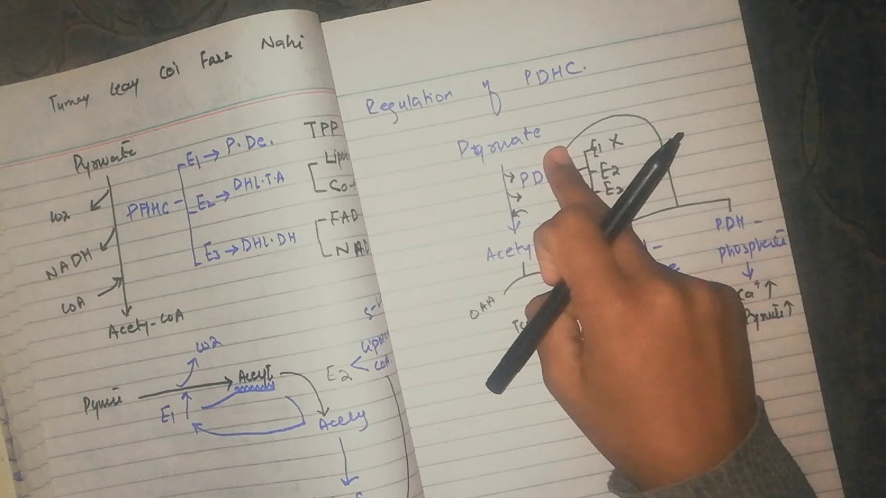 TCA, (2) Citric acid cycle, Regulation of PDHC