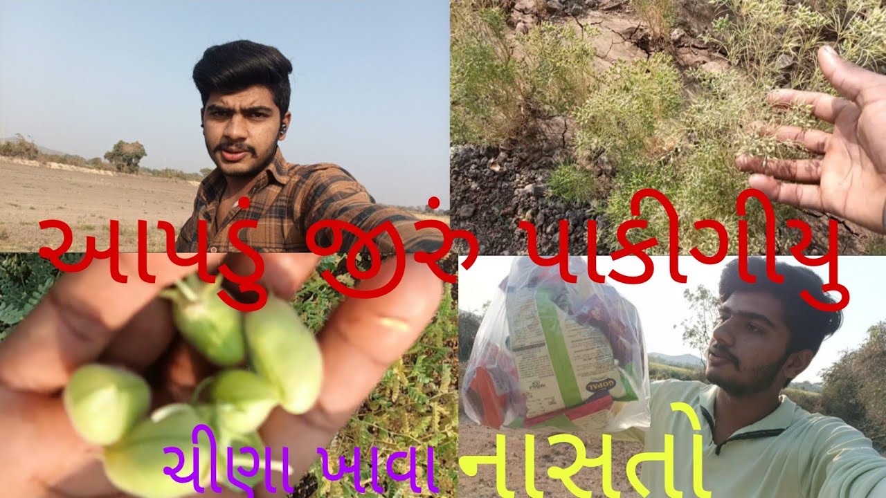 આજ તો બાજરા માં પાણી ચાલુ કરૂ😀
